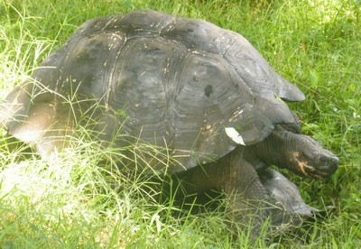 Une tortue des Galapagos géante