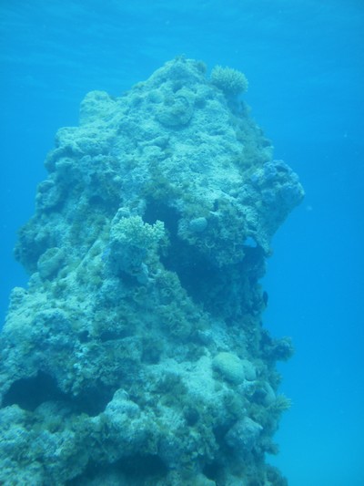 une patate coralienne de Makemo