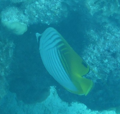 Un poisson de corail à Makemo